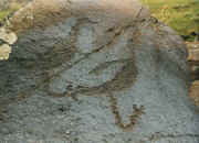 animal rock-art