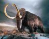 woolly-mammoth